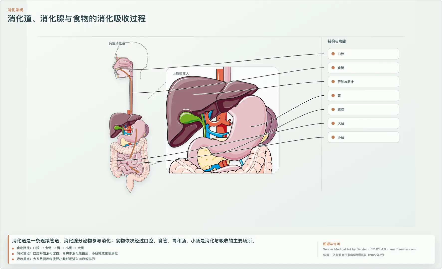 教师工具箱中的人体消化系统图解